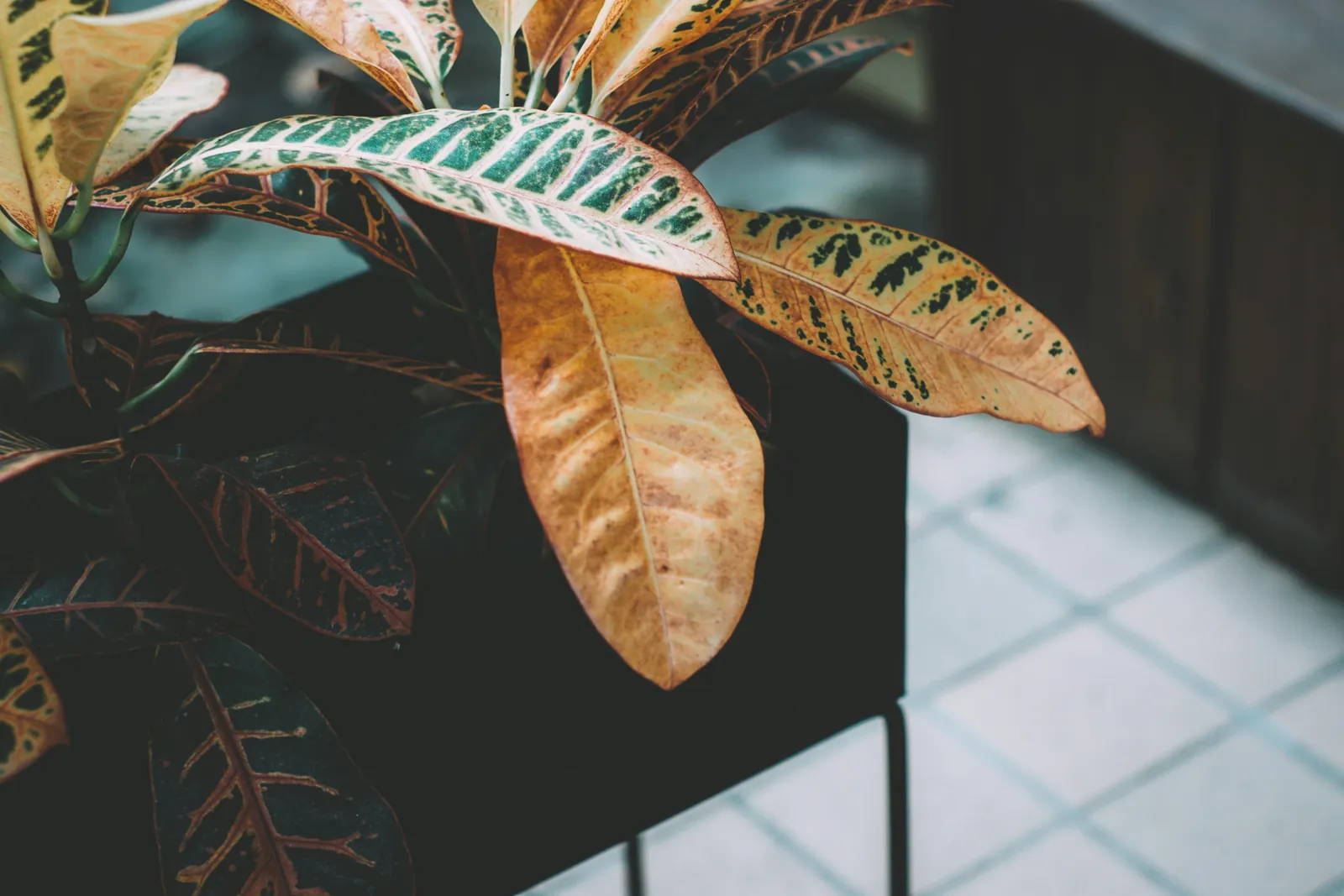 Leaves of a houseplant in a quiet corner of a room
