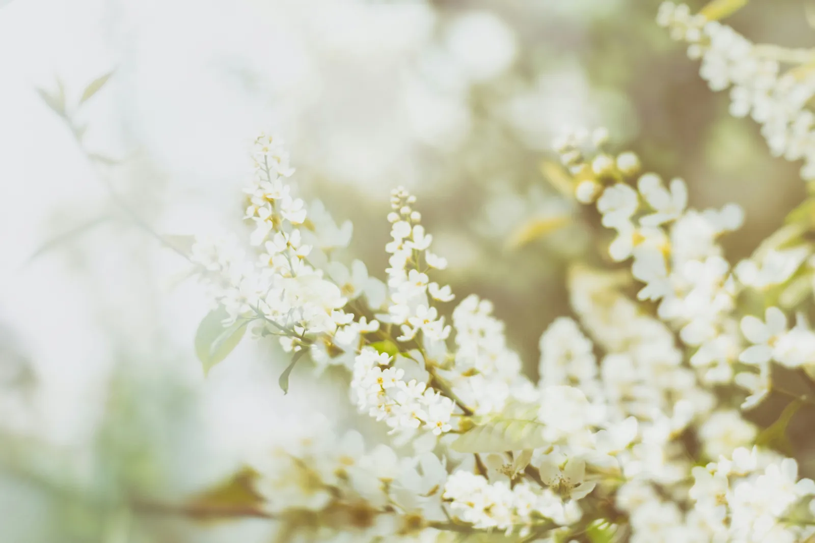 White blossoms in soft backlight